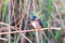 Malachite kingfisher preparing to dive