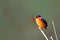 Malachite Kingfisher on a reed