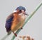 Malachite Kingfisher showing its iridescent blue feathers