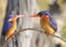 Malachite Kingfishers