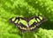 Malachite Neotropical butterfly on bright green ferns