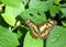 Malachite Neotropical butterfly on green leaves