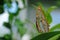 Malachite, siproeta stelenes, butterfly perched on leaf