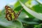 Malachite, siproeta stelenes, butterfly perched on leaf