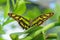 Malachite, siproeta stelenes, butterfly perched on leaf