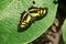 The Malachite Siproeta stelenes green & black butterfly sitting on a large green leaf, Roatan, Honduras, Central America