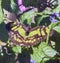 The malachite, Siproeta stylene, yellow green olive butterfly with wide spread wings