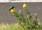 Malachite Sugar Bird, bending over yellow protea to get to nectar
