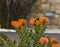 Malachite sun bird, on orange pincushion
