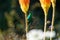 Malachite sunbird feeding on a flower