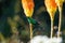 Malachite sunbird feeding on a flower