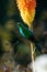 Malachite sunbird feeding on a flower