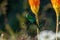 Malachite sunbird feeding on a flower