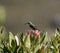 Malachite sunbird or Nectarinia famosa