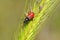 Malachius aeneus, the scarlet malachite beetle