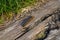 Malacosoma Americanum Eastern tent caterpillar