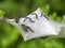 Malacosoma neustria. Tent caterpillar nest detail, aka Lackey moth young. On Prunus spinosa bush, sloe.