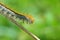Malacosoma sp. , Lasiocampidae moth caterpillar crawling