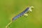 Malacosoma sp. , Lasiocampidae moth caterpillar crawling on plant