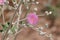 Malacothamnus Fasciculatus Bloom - Coachella Valley Desert - 032222