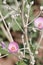 Malacothamnus Fasciculatus Bloom - Coachella Valley Desert - 032222