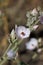 Malacothamnus Orbiculatus Bloom - West Mojave Desert - 052022