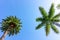 Malaga Palm Trees with clear summer skies and an flying plane