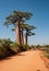 Malagasy baobab near Morondava