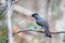 Malagasy bulbul Hypsipetes madagascariensis madagascar