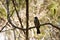 Malagasy bulbul, Hypsipetes madagascariensis, sitting on a branch, reservations Tsingy, Ankarana, Madagascar