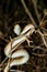 Malagasy Cat-eyed Snake, Madagascarophis colubrinus, Kirindy Forest, Madagascar