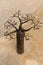 Malagasy craft baobab