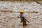 Malagasy farmers plowing agricultural field