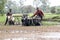 Malagasy farmers plowing agricultural field in traditional