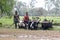 Malagasy farmers plowing agricultural field in traditional way