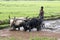 Malagasy farmers plowing agricultural field in traditional way