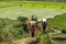 Malagasy farmers, working on rice fields. Agriculture is one of the main means of livelihood in the countryside