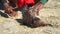 Malagasy fisherman cleaning freshly caught pufferfish on rocky beach, detail on his hands with knife cutting the wish