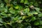 Malagasy green lynx spider Peucetia madagascariensis