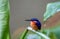 Malagasy kingfisher perched on a leaf, Corythornis vintsioides, Madagascar