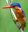Malagasy kingfisher standing on the grass under the sunlight with a blurry background