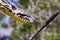 Malagasy or Madagascar Tree Boa