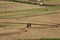 Malagasy men working in the rice fields