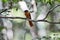 Malagasy paradise catcher (Terpsiphone mutata) sitting on a branch in a forest near Morondava, Madagascar