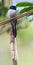 Malagasy Paradise Flycatcher, Terpsiphone mutata