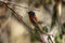 Malagasy paradise flycatcher, terpsiphone mutata