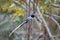 Malagasy paradise flycatcher, Terpsiphone mutata, Kirindy forest Madagascar