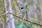 Malagasy paradise flycatcher, Terpsiphone mutata, Kirindy forest Madagascar