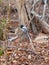 Malagasy Paradise Flycatcher, Terpsiphone mutata, is one of the most beautiful birds in the area. Kirindy Private Reserve.