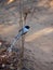 Malagasy Paradise Flycatcher, Terpsiphone mutata, is one of the most beautiful birds in the area. Kirindy Private Reserve.